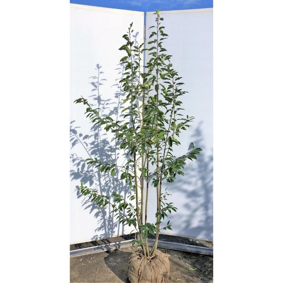 ソヨゴの木 株立ち 約2m 特大株 植木苗木大苗 赤い実が成る木 規格