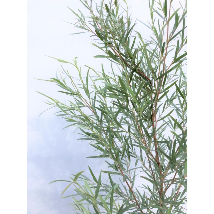 シルバーティーツリー 約1.2m 特大植木苗木 常緑樹 規格販売 お買い得