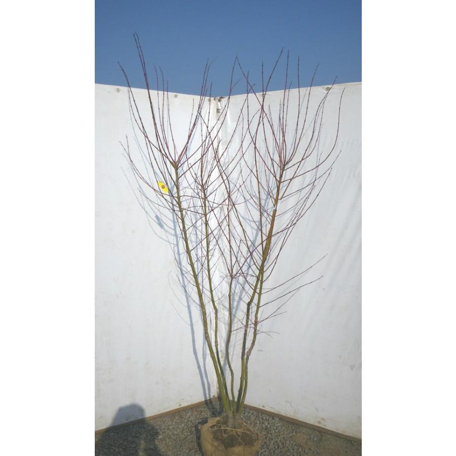 山モミジ 株立ち 約2.2m 超特大株 規格販売 植木 苗木 大苗 お買い得
