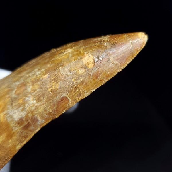 特特大 カルカロドントサウルス 歯の化石 本物 モロッコ産 122.96mm