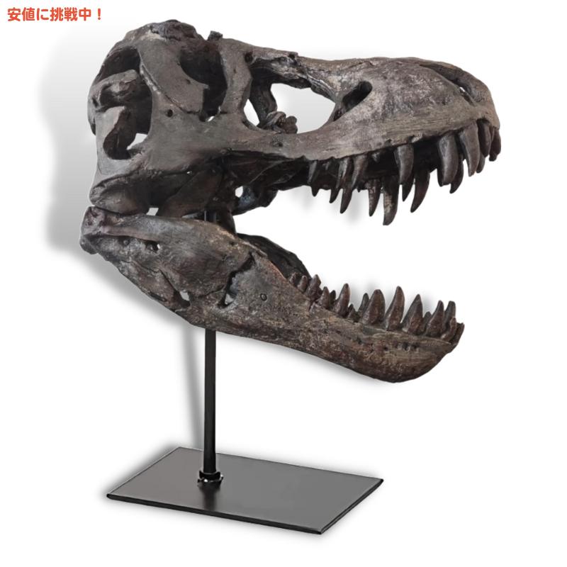 並行輸入品】pombconw ティラノサウルス 恐竜 頭蓋骨 化石 考古学