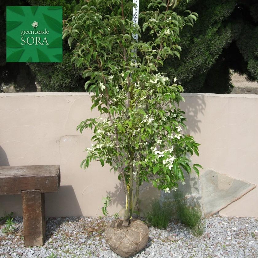 常緑ヤマボウシ 株立 樹高H:2500mm 植木 苗 : SORA - 通販 - Yahoo