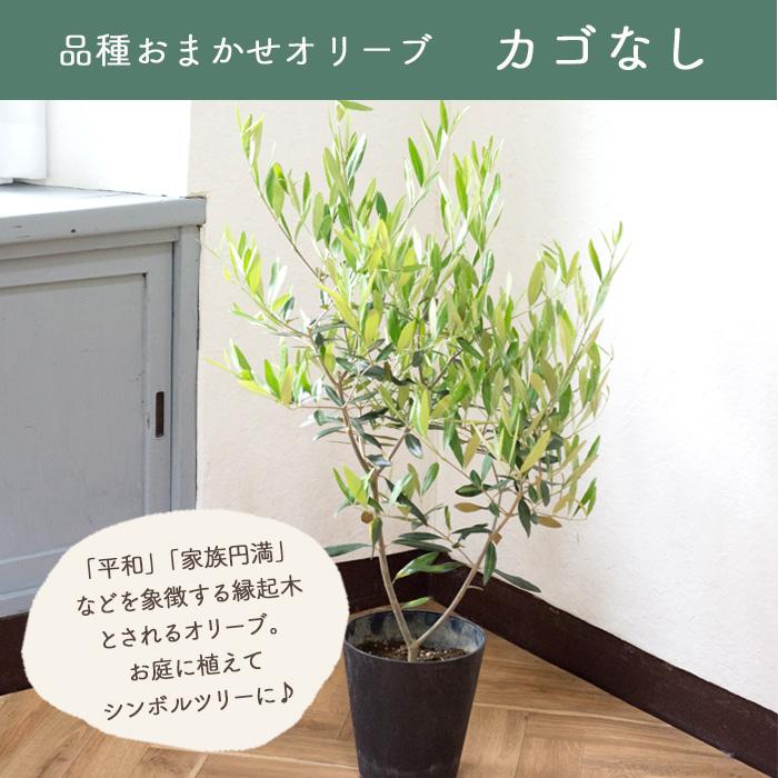 FlowerKitchen オリーブの木 品種おまかせオリーブ6号鉢 かごなし 観葉