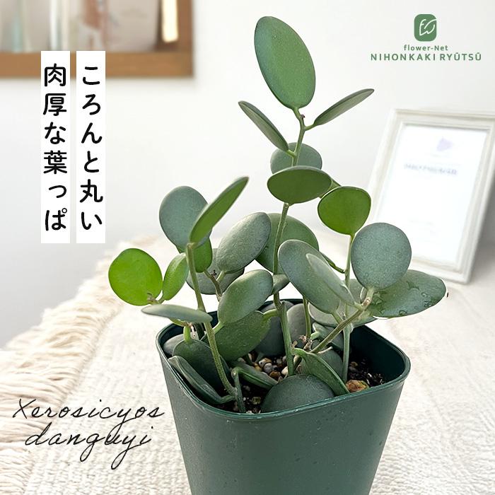 日本花キ流通 多肉植物 caクセロシキオス 緑の太鼓 グリーンドラム