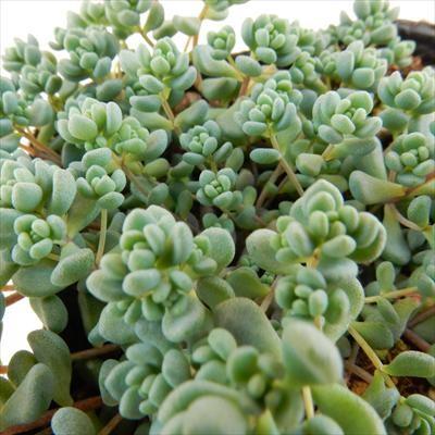 日本花キ流通 多肉植物 seセダム 大型姫星美人 ダシフィルム