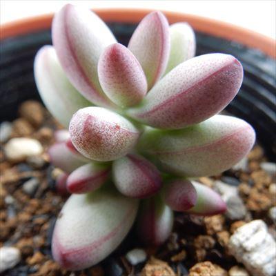 日本花キ流通 多肉植物 hmクラッスラ ルドリップ 多肉植物 クラッスラ