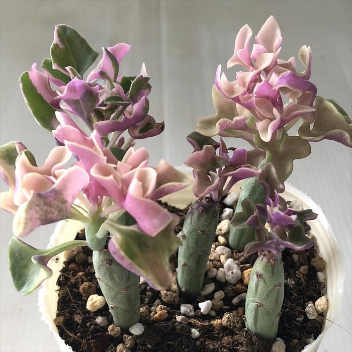 日本花キ流通 多肉植物 sbセネシオ 七宝樹錦 多肉植物 セネキオ 7.5cm