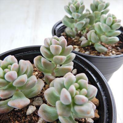 日本花キ流通 多肉植物 hmセダム ワンダ・ワンダ No.2 多肉植物 セダム