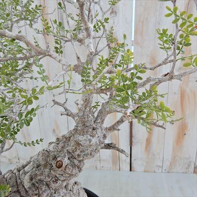 日本花キ流通 多肉植物 caオペルクリカリア パキプス 現品販売 0822-10