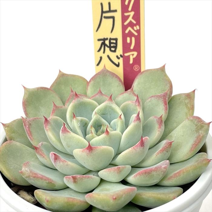 多肉植物 oriミックスベリア No.004 片想い おらいさん苗 送料無料