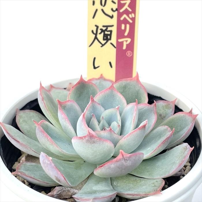 多肉植物 oriミックスベリア No.013 恋煩い おらいさん苗 送料無料