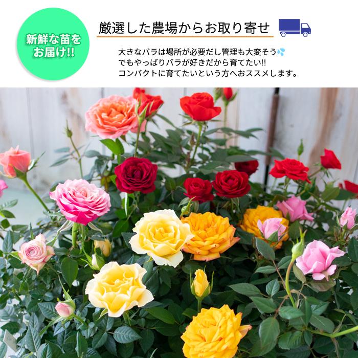日本花キ流通 【まもなく締め切り】 予約販売 ミニバラ カルーセル