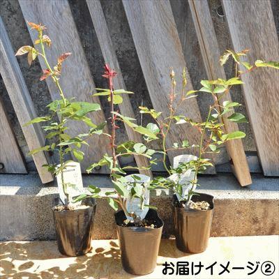 日本花キ流通 予約販売 バラ 苗 バラ 新苗 中輪 ピンクフレンチレース