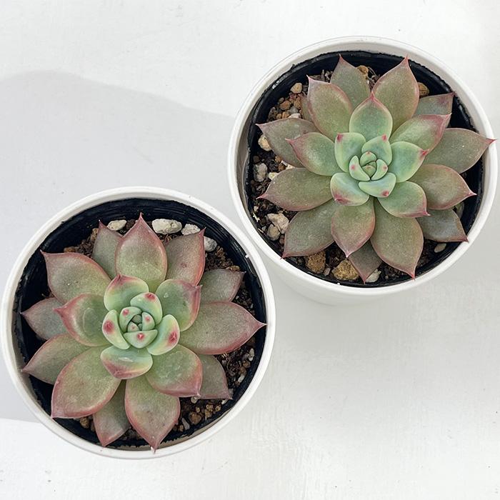 日本花キ流通 多肉植物 hmエケベリア リンゼアナ実生 多肉植物