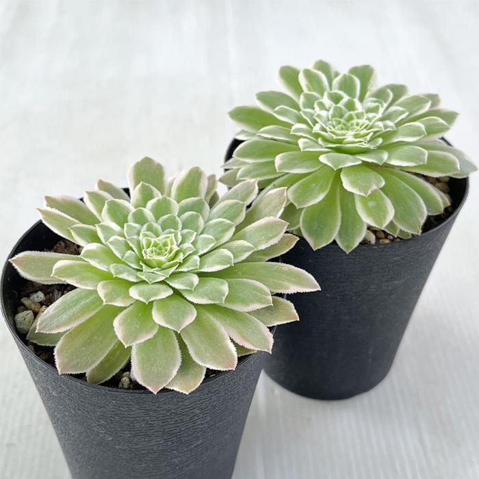 日本花キ流通 多肉植物 caアエオニウム エメラルドアイス 多肉植物