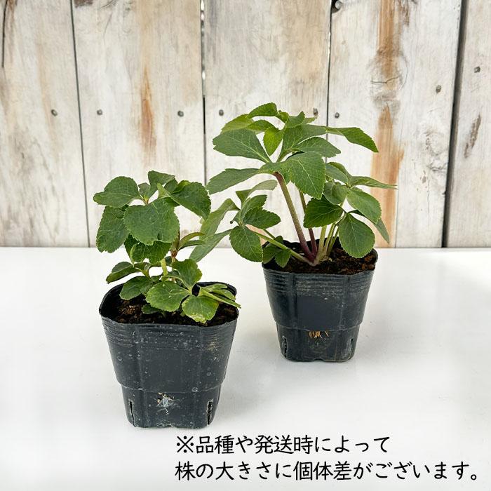 クリスマスローズ苗 開花見込大株 ダブルグリーン 杉山交配 12cmポット