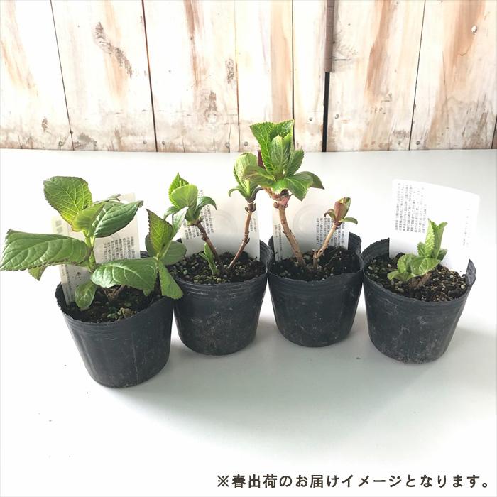 予約販売 アジサイ 疾風迅雷 9cmポット 登録品種 ハイドランジア 苗