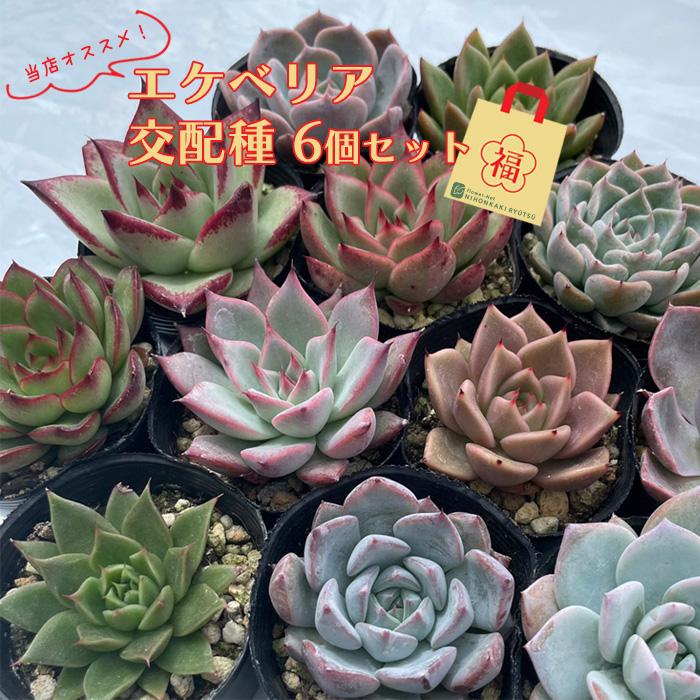日本花キ流通 多肉植物 エケベリア 交配苗6個セット 福袋 送料無料