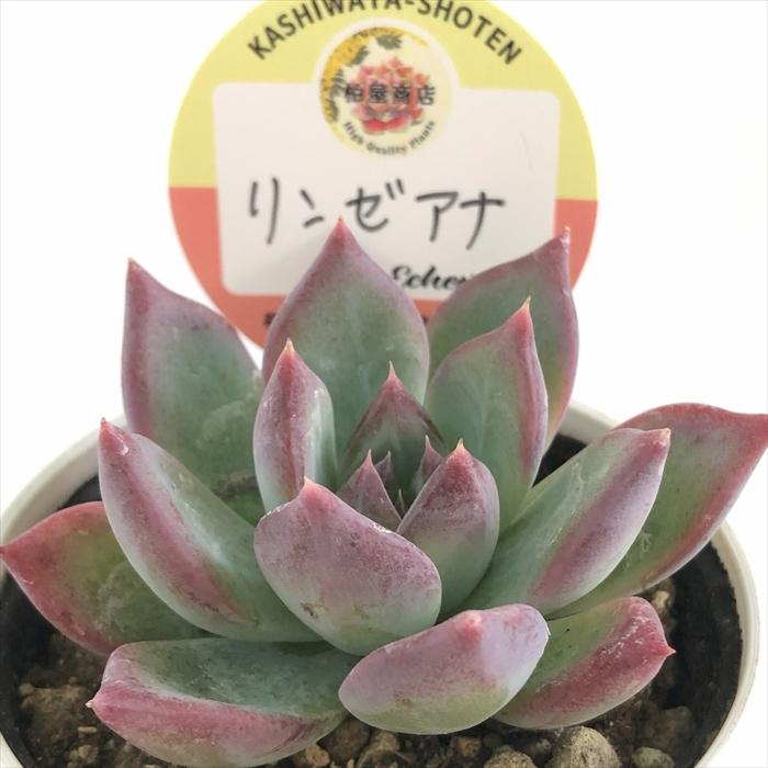 多肉植物 kswエケベリア リンゼアナ 柏屋商店さん苗 エケベリア 6cm