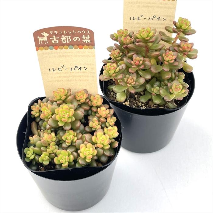 多肉植物 kthセダム ルビーパイン 古都の葉さんの苗 セダム 7.5cm
