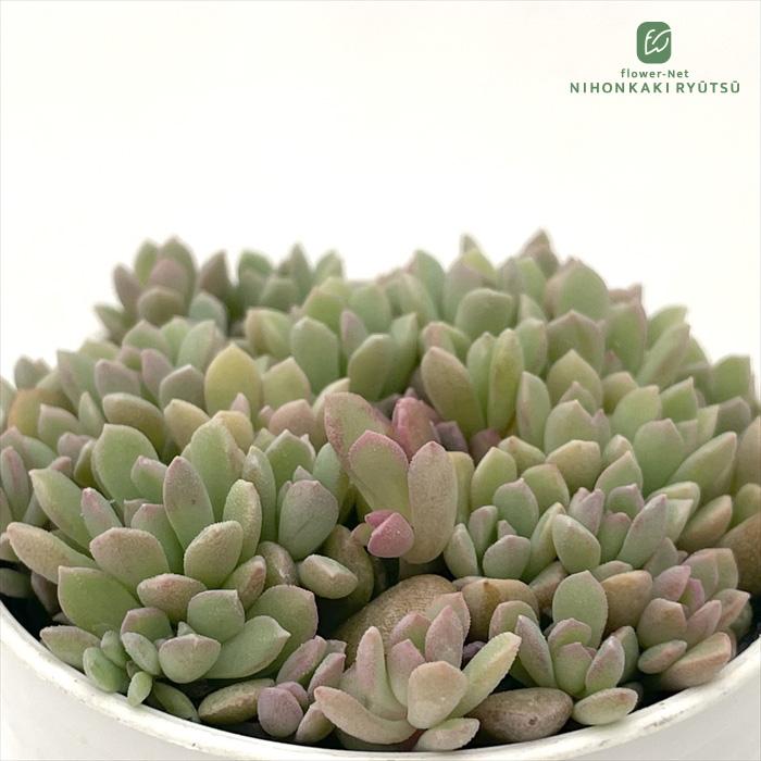 日本花キ流通 多肉植物 hmセダム ばらまきリンダリンダ 多肉植物