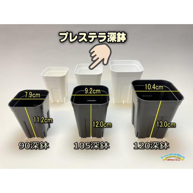 プレステラ深鉢 105-白☆(硬質スリットポット)深型＠多肉植物・塊根