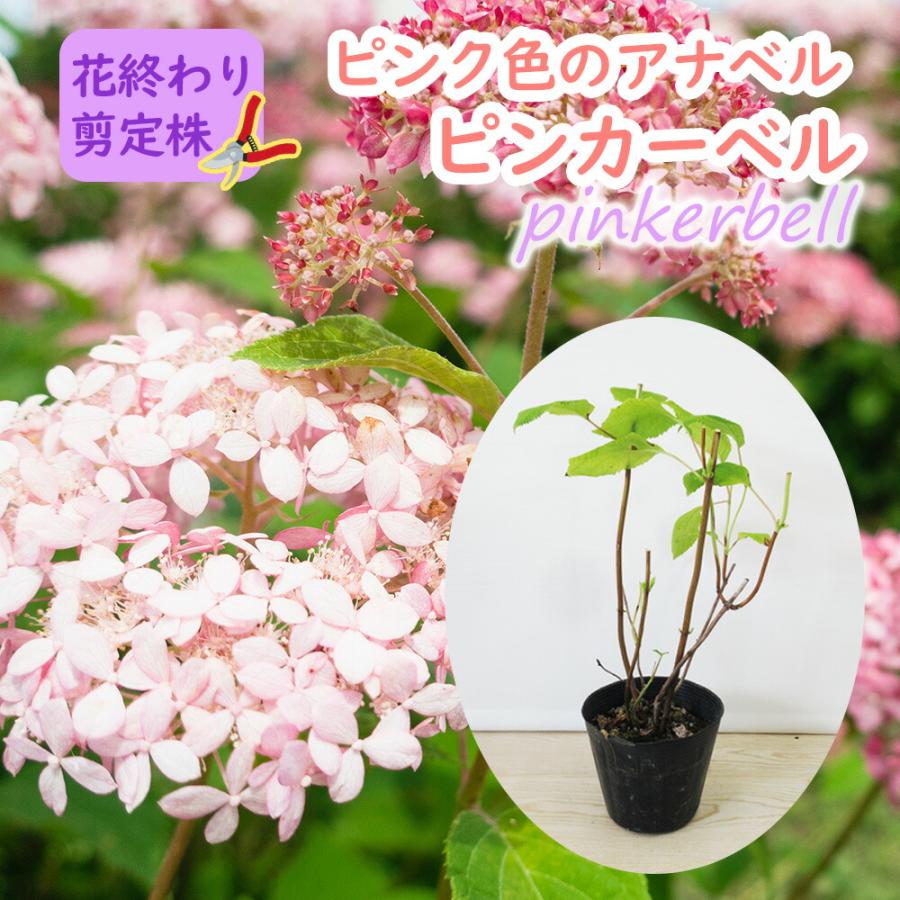 ピンクアナベル アナベル 苗 苗木 ピンカーベル 9cmポット ピンク