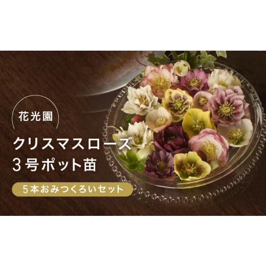 ふるさと納税 雑貨・日用品 花 神奈川県 横浜市 クリスマスローズ3号