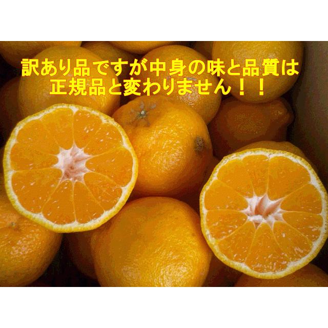 セット】不知火 訳あり デコポンと同品種 1セット1.5kg 熊本産 2