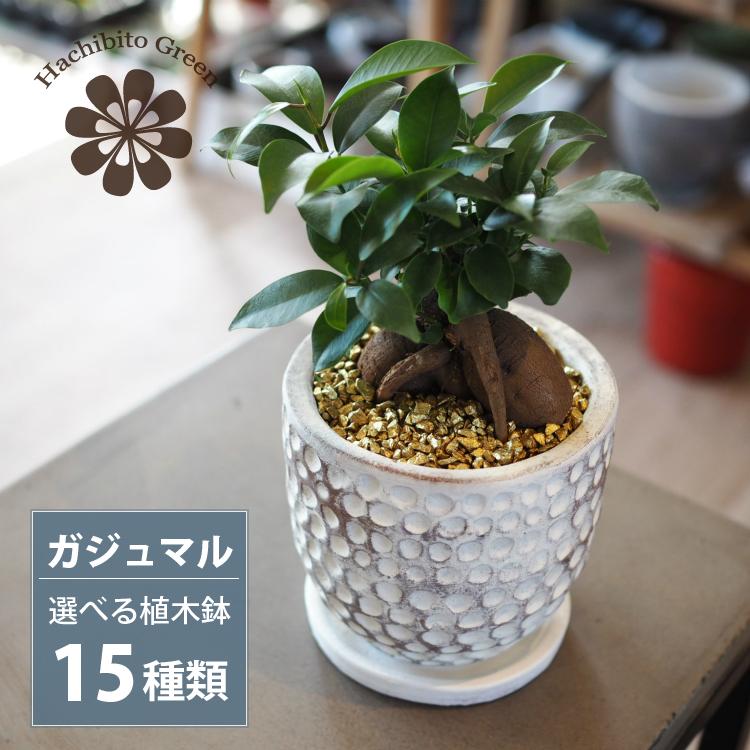 一部地域送料無料) ガジュマル 幹太タイプ 4号 選べるこだわりの植木鉢