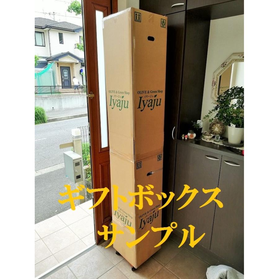 チャメロプス 7号（0011） 耐寒性ヤシ 観葉植物 ドライガーデン