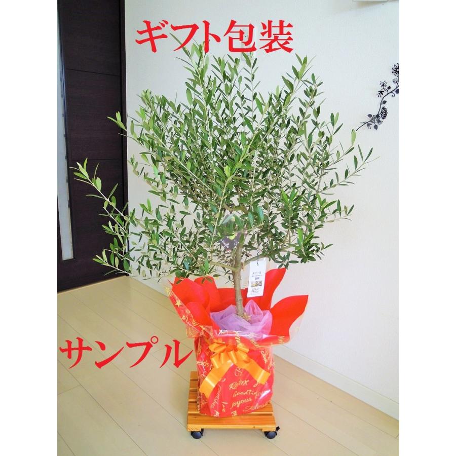 ココスヤシ 10号 耐寒性観葉植物 スクエアデザイン鉢植え リゾート