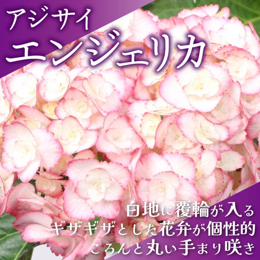 アジサイ 苗 エンジェリカ 品種登録出願中 1株 紫陽花苗 花木苗 国華園