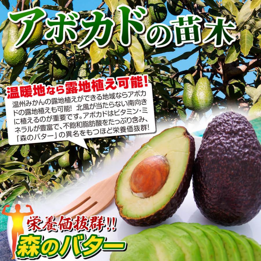 果樹苗 アボカド メキシコーラグランデ Aタイプ 1株 : 花と緑 国華園