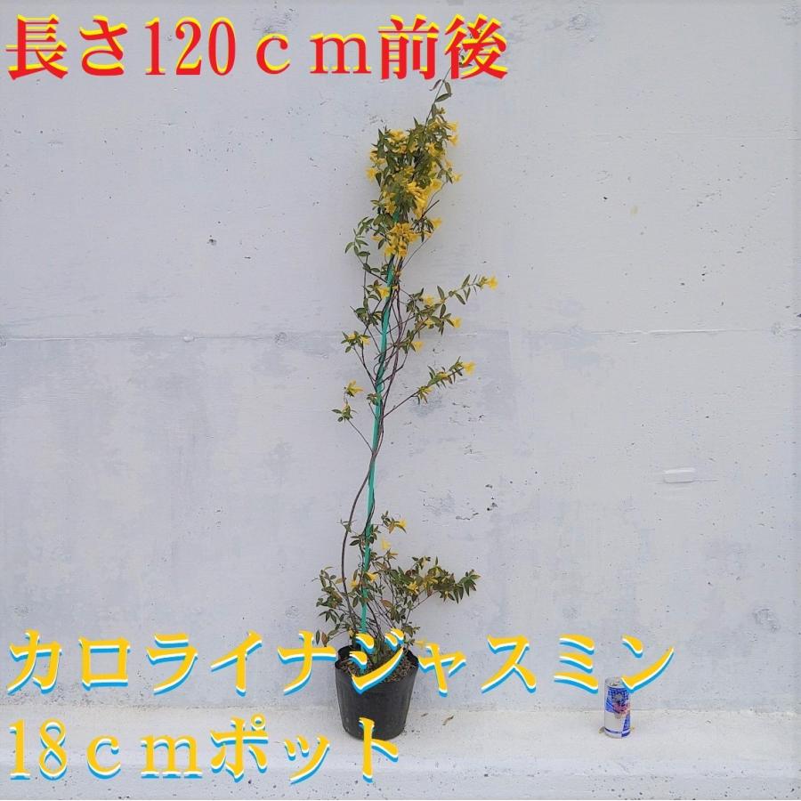カロライナジャスミン 黄花 鉢底より長さ120cm前後 苗 つる性植物 長