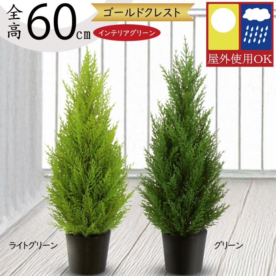 ゴールドクレスト コニファー インテリアグリーン 屋外用 おしゃれ