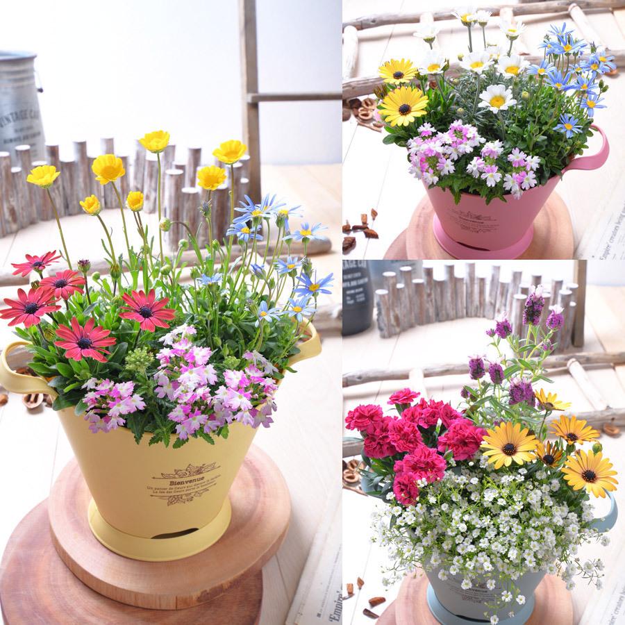 ブーケポット プランター 鉢 選べる5色 寄せ植え用 花苗用 球根用 に