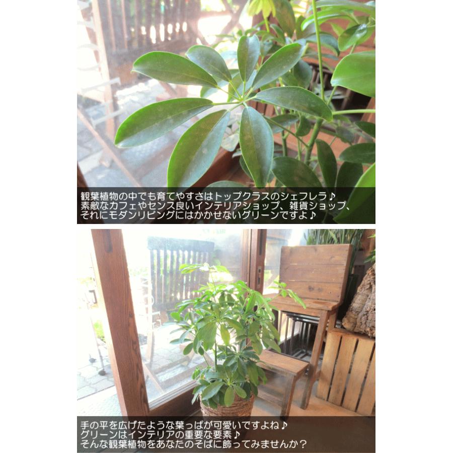 シェフレラ ホンコンカポック 6号鉢サイズ 鉢植え 観葉植物 ミニ