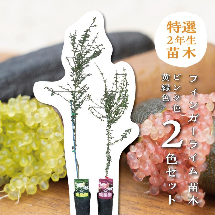 フィンガーライム 苗木 2色セット (果皮：茶色 果肉：ピンク色 & 果皮
