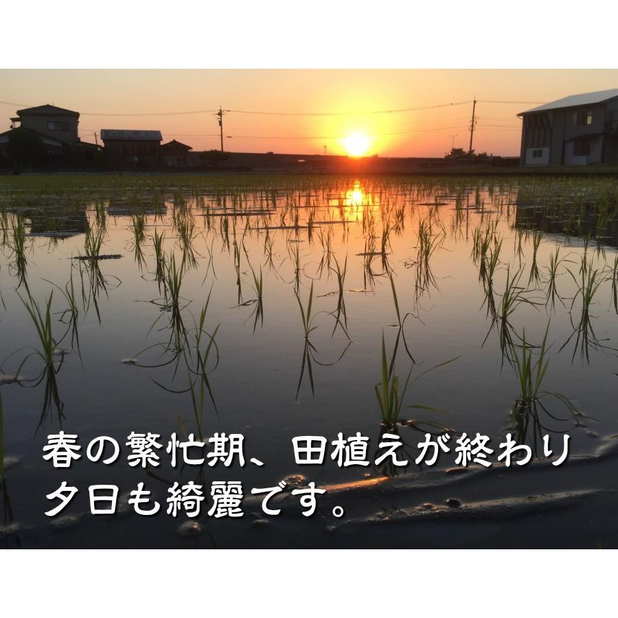 無農薬、有機栽培天日干し稲わら 300g「約1束」 : ほんだ農場