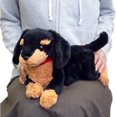 ひざわんこ ミニチュアダックス ブラック ダックスフント 犬