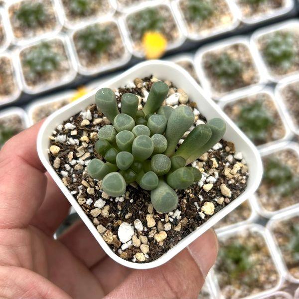 多肉植物 フェネストレリア 五十鈴玉（いすずぎょく） 7.5cmポット苗