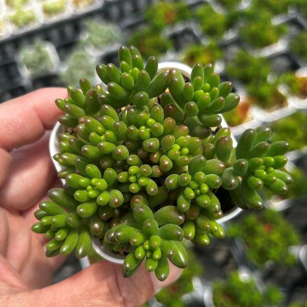 多肉植物 セダム 虹の玉 7.5cmポット苗 : ハニーミント - 通販 - Yahoo