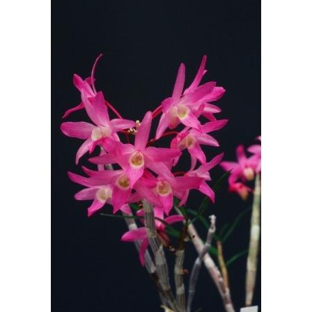 石斛花物（セッコク）】 赤花セット A : ヨネヤマ - 通販 - Yahoo