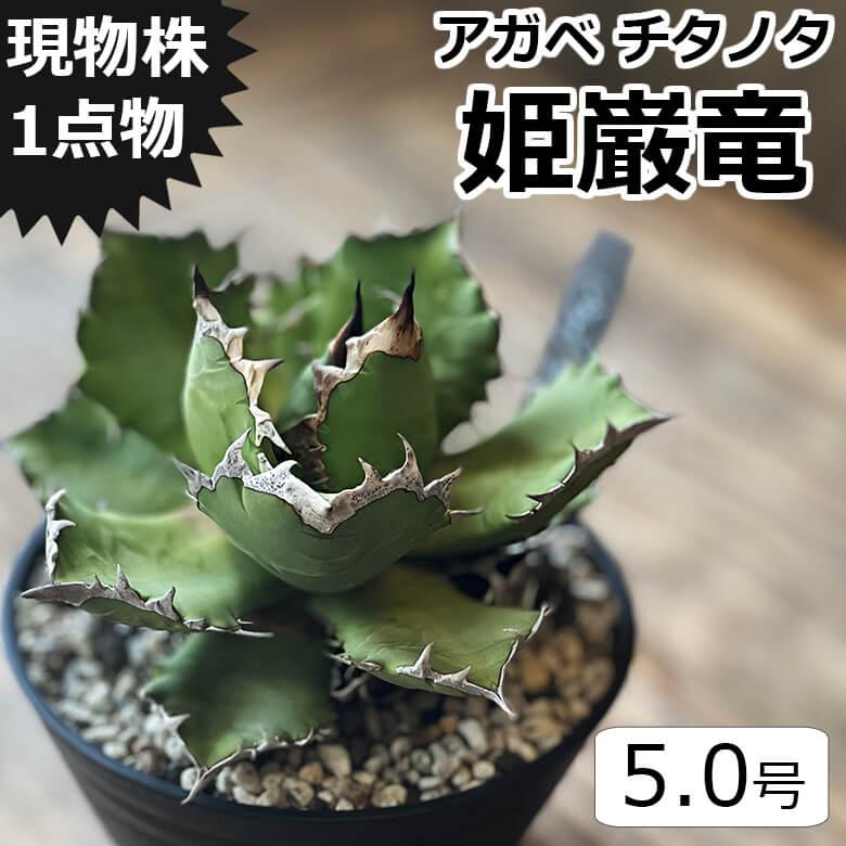 アガベ チタノタ 姫厳竜 姫巌竜 5号鉢 ヒメゲンリュウ 個体販売 観葉