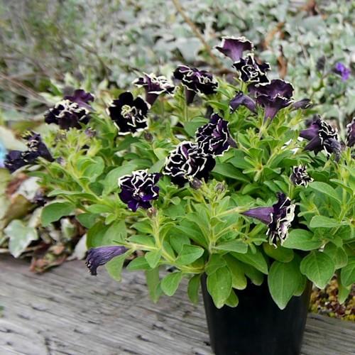 ペチュニア 花 苗 ペチニア 華みやび 9cmポット 1株 寄せ植え