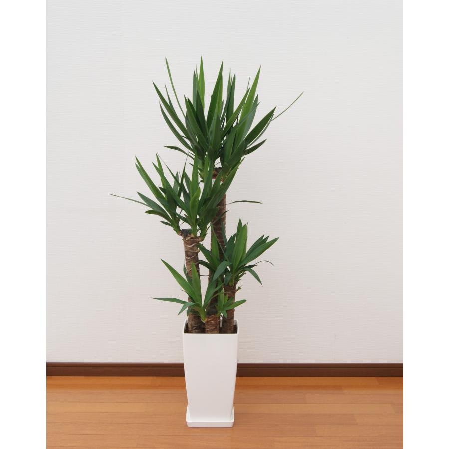 観葉植物 ユッカ(青年の木)8号プラスチック鉢 開店祝い インテリア