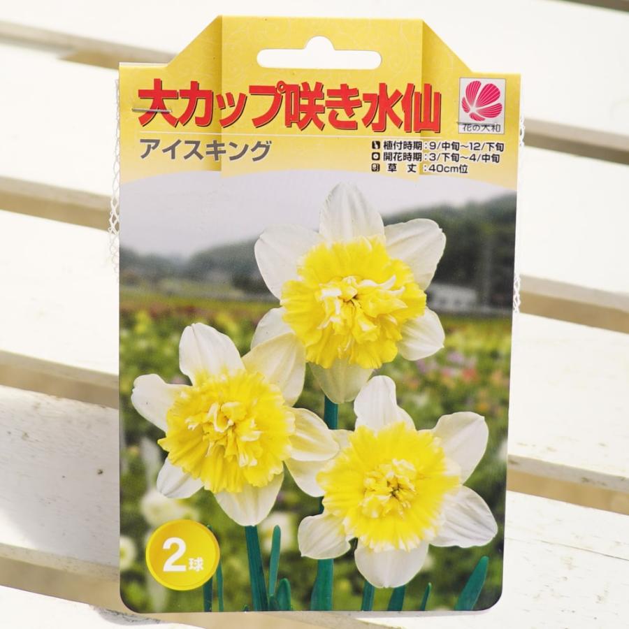 大カップ咲き水仙 アイスキング 球根 （2球入） （植え付け時期9月中旬