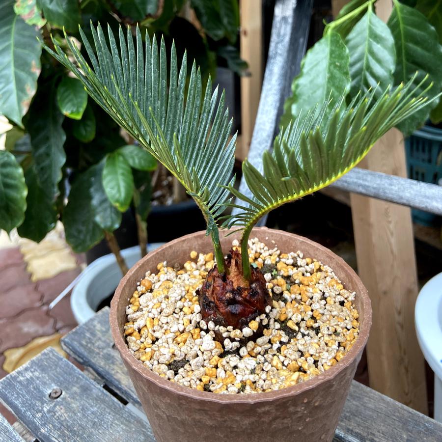 観葉植物】蘇鉄（ソテツ）/サイカス Cycas revoluta【2.5-4号】 : 植物