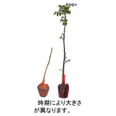 胡桃(クルミ)苗木 鬼胡桃（オニグルミ） : 植物・園芸専門店 花育通販